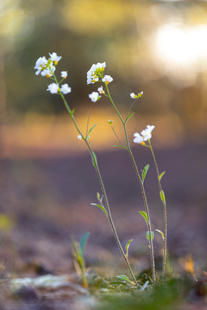 Early spring flowers blooming in the forest. Natural springtime scenery in woodlands of Latvia,...