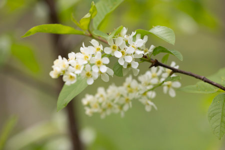 Beautiful white bird cherry flowers in the spring parkand bush. Natural springtime scenery in Latvia, Europe.の写真素材