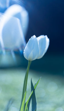 Beautiful flowers blooming in the springtime garden. Natural scenery of spring in Latvia, Europe.の写真素材