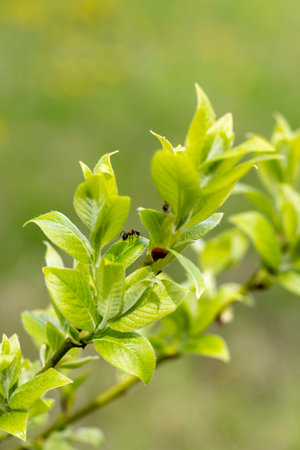 Beautiful green leaves in the branches of bush during spring. Natural springtime scenery in Lstvia,...