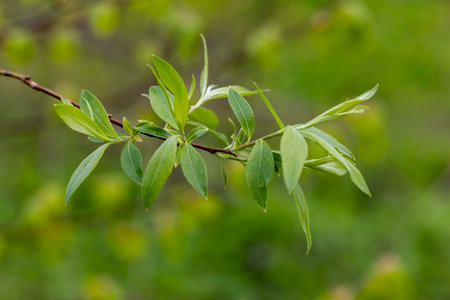 Beautiful green leaves in the branches of bush during spring. Natural springtime scenery in Lstvia,...