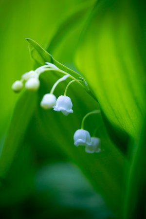 Beautiful white lily of the valley flowers blooming in the springtime forest. Natural spring scenery of woodland plants in Latvia, Europe.の写真素材