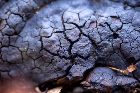A beautiful closeup of mushrooms growing in the sprintime forest. A natural scenery of spring woodlands fungi in Latvia, Europe.の写真素材