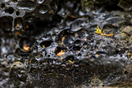 A beautiful closeup of mushrooms growing in the spring forest. A natural scenery of spring woodlands fungi in Latvia, Europe.の写真素材