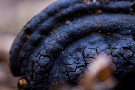 A beautiful closeup of mushrooms growing in the sprintime forest. A natural scenery of spring woodlands fungi in Latvia, Europe.の写真素材