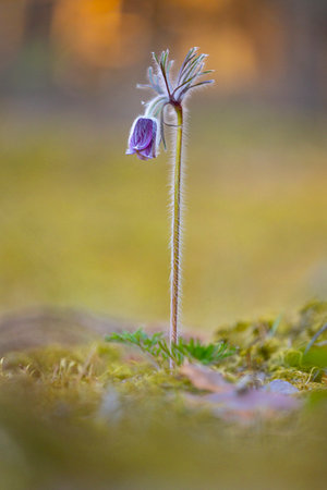 Beautiful purple pasque flowers blooming in the springtime forest. Natural springtime scenery in...
