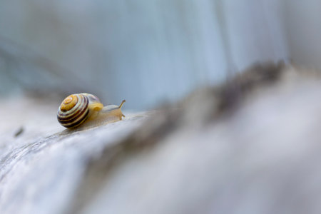 A beautiful early spring scenery on the forest floor. Natural springtime scene in woodlands.の写真素材