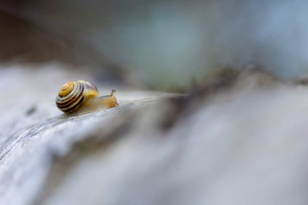 A beautiful early spring scenery on the forest floor. Natural springtime scene in woodlands.の写真素材
