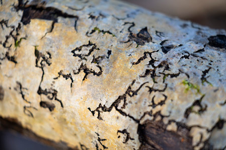 Beautiful springtime close-uo pf tree stump in the forest. Natural details of woodlands in Latvia,...