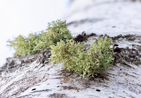 Beautiful springtime close-uo pf tree stump in the forest. Natural details of woodlands in Latvia, Europe.の写真素材
