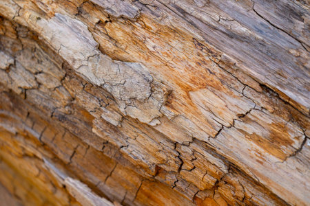 Beautiful springtime close-uo pf tree stump in the forest. Natural details of woodlands in Latvia, Europe.の写真素材