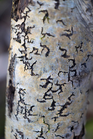 Beautiful springtime close-up of tree stump in the forest. Natural details of woodlands in Latvia, Europe.の写真素材