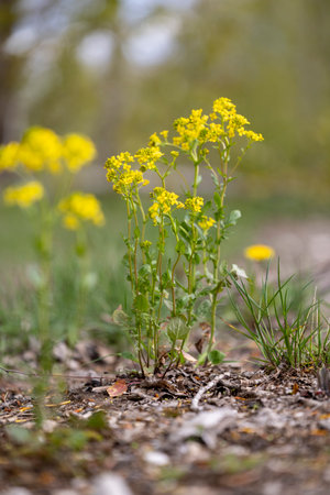 Beautiful yellow wild radish flowers in the spring grass. Natural spring scenery in Latvia, Europe.