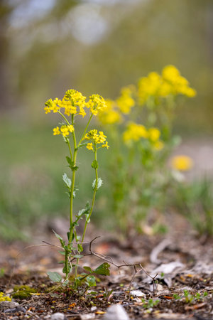 Beautiful yellow wild radish flowers in the spring grass. Natural spring scenery in Latvia, Europe.