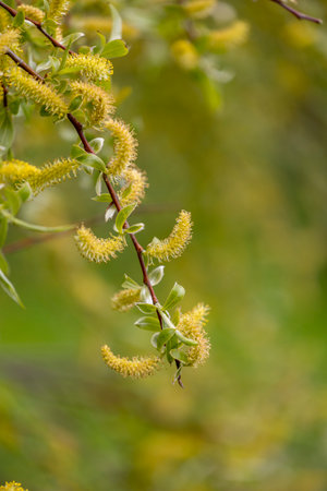 Beautiful yellow willow blossoms in a parkland bush. Natural spring scenery in Latvia, Europe.