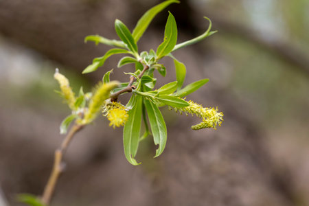 Beautiful yellow willow blossoms in a parkland bush. Natural spring scenery in Latvia, Europe.