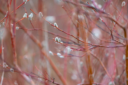 Beautiful fluffy willow flowers in the beach of Baltic Sea. Early springtime scenery in LAtvia, Europe.の写真素材