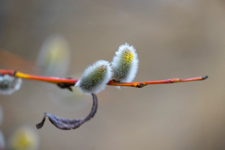 Beautiful fluffy willow flowers in the beach of Baltic Sea. Early springtime scenery in LAtvia,...