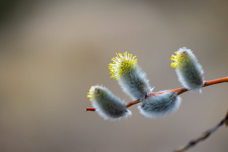 Beautiful fluffy willow flowers. Early springtime scenery in Europe.