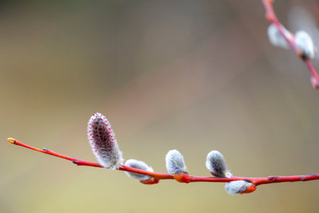 Beautiful fluffy willow flowers. Early springtime scenery in Latvia, Europe.