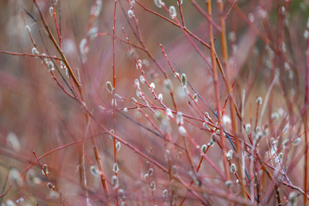 Beautiful fluffy willow flowers in the beach of Baltic Sea. Early springtime scenery in LAtvia, Europe.の写真素材