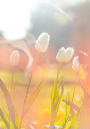 Beautiful tulip flowers in the springtime garden. Bright, sunny scenery of spring in Latvia, Europe.の写真素材
