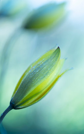 Beautiful tulip flowers in the springtime garden. Bright, sunny scenery of spring in Latvia, Europe.の写真素材
