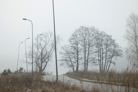A foggy city landscape with trees growing on the sides of a street. Early spring scenery of Riga,...