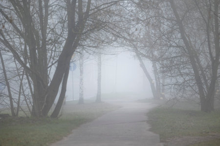 A foggy city landscape with trees growing on the sides of a street. Early spring scenery of Riga,...