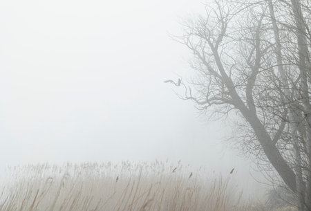 A closeup photo of a tree trunk growth burl. An early spring scenery in Latvia woodlands.の写真素材