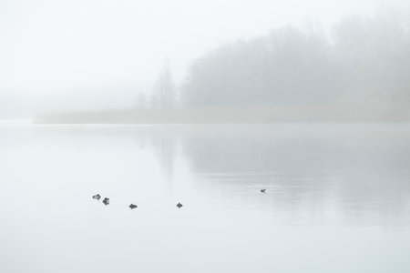 A beautiful foggy landscape with bare trees reflecting in a calm lake surface. Early spring scenery in Latvia, Europe.の写真素材