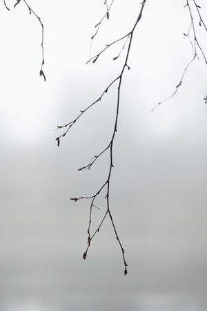 A pastel colored foggy landscape of trees growing on the shore of a lake. Early spring scenery.の写真素材