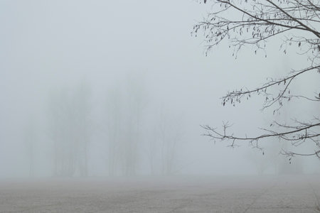A beautiful early spring scwenery at the park with a thick fog. Seasonal landscape in Latvia,...