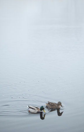 Beautiful adult mallard ducks swimming in foggy lake. Early spring scenery in Latvia, Europe.の写真素材