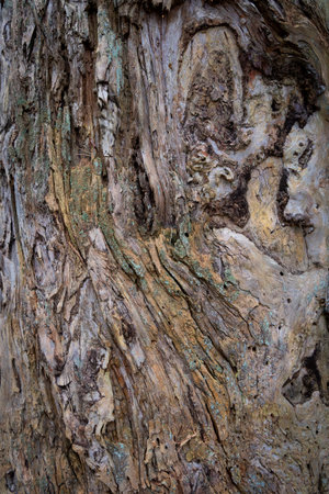 A beautiful closeup of a dead tree bark and trunk. Early spring scenery of Latvia woodlands, Europe.