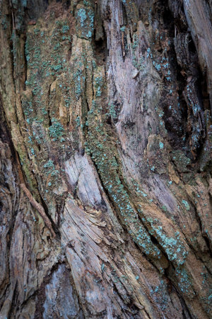 A beautiful closeup of a dead tree bark and trunk. Early spring scenery of Latvia woodlands, Europe.