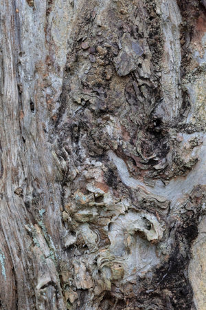 A beautiful closeup of a dead tree bark and trunk. Early spring scenery of Latvia woodlands, Europe.