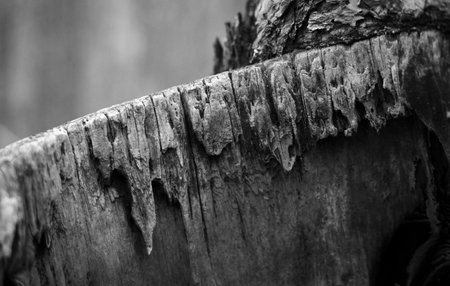 Beautiful early spring details in woodlands of Latvia, Europe. Close-up photo of these.の写真素材