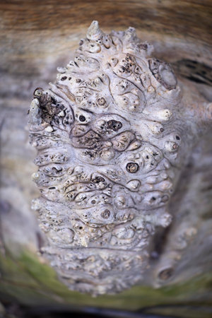A closeup photo of a tree trunk growth burl. An early spring scenery in Latvia woodlands.