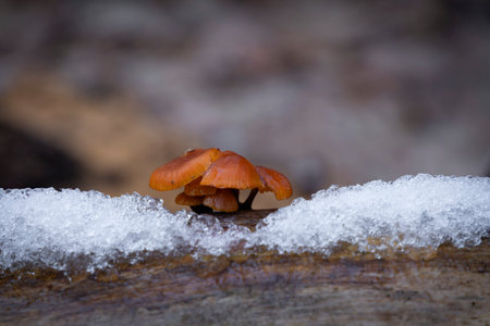 A beautiful mushroom growing on a fallen tree stump. Early spring scenery in parkland in Latvia, Europe.の写真素材