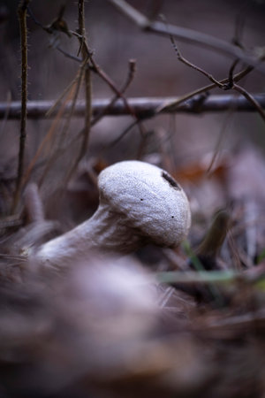 A beautiful mushroom growing on a fallen tree stump. Early spring scenery in parkland in Latvia, Europe.の写真素材
