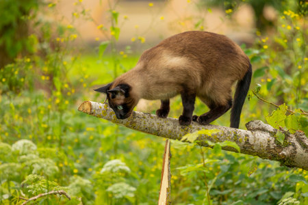 A beautiful adult house cat enjoying a summer day outside. Seasonal scenery with pets in garden.の写真素材