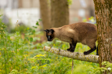 A beautiful adult cat enjoying a summer day outside. Seasonal scenery with pets in garden.の写真素材