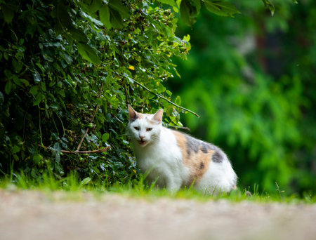 A beautiful adult house cat enjoying a summer day outside. Seasonal scenery with pets in garden.の写真素材