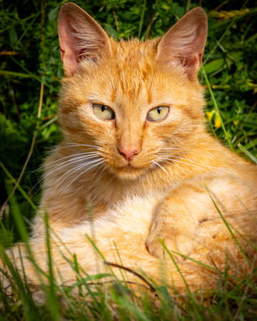 A beautiful adult house cat enjoying a summer day outside. Seasonal scenery with pets in garden.の写真素材