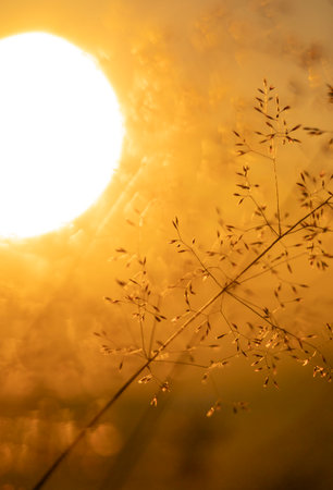 Beautiful summer morning during golden hour in a meadow with local plants. Seasonal scenery in Latvia, Europe.の写真素材