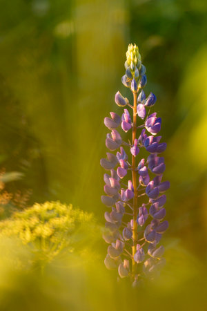 A beautiful purple flower growing in the meadow during golden summer sunrise. Seasonal scenery of Latvia, Europe.の写真素材