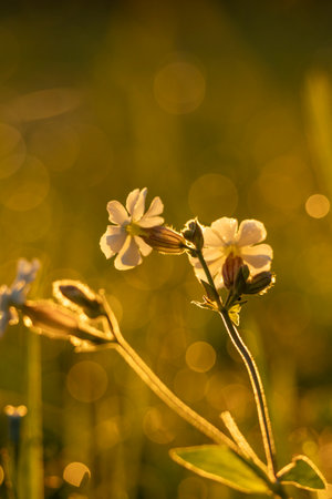 A beautiful white flower blooming in a meadow during golden summer sunrise. Native seasonal plants in Latvia, Europe.の写真素材
