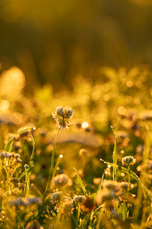 A beautiful white clover flowers blooming in the meadow during golden summer sunrise. Seasonal scenery in Latvia, Europe.の写真素材
