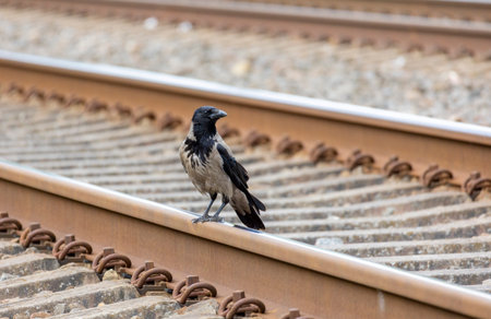 A beautiful common gray crow portrait in the city during summer day. Seasonal scenery in Riga, Europe.の写真素材